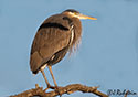 Ardea herodias